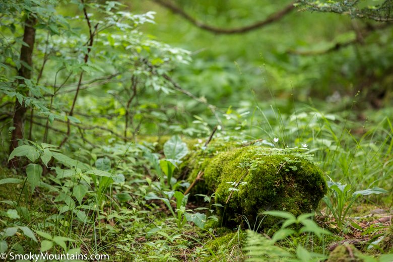 Where Are the Great Smoky Mountains? A Magnificent Mountain Range in Geographic Context