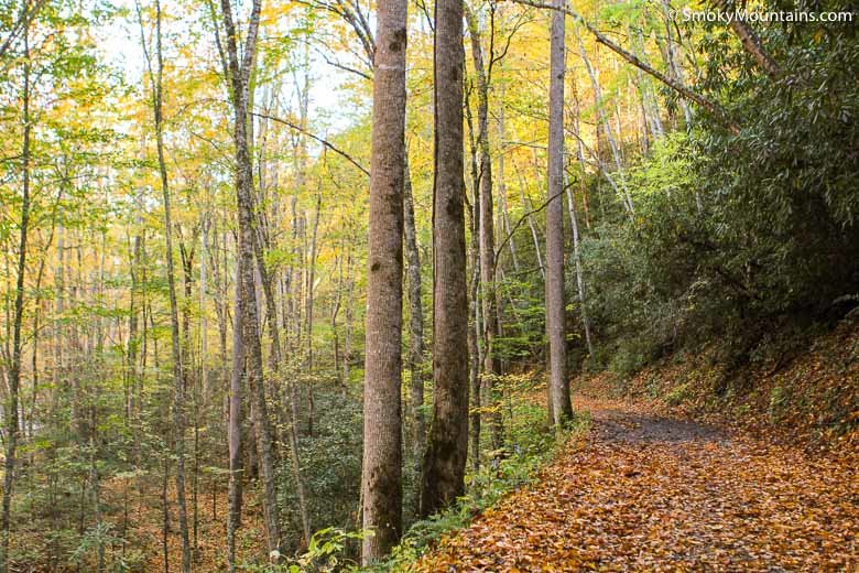 fall foliage leaves fallen on quiet trail surrounded by trees and foliage