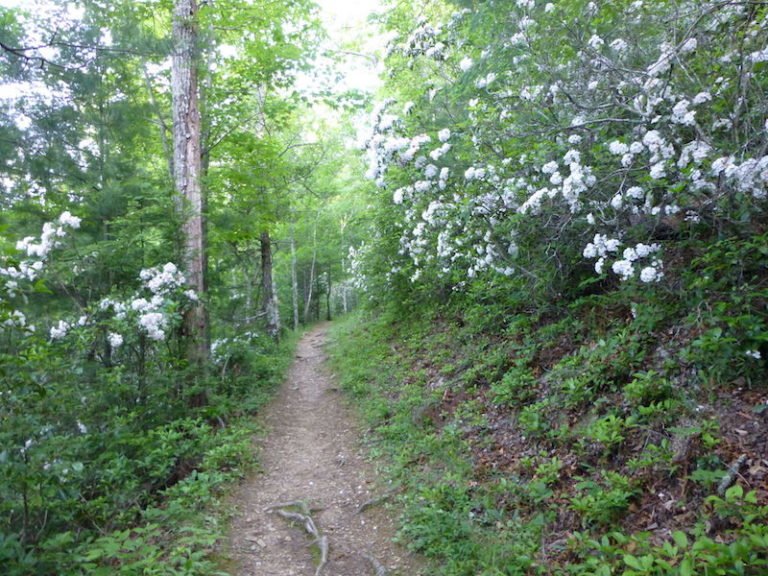 5 Lesser-Known Trails in Great Smoky Mountains National Park