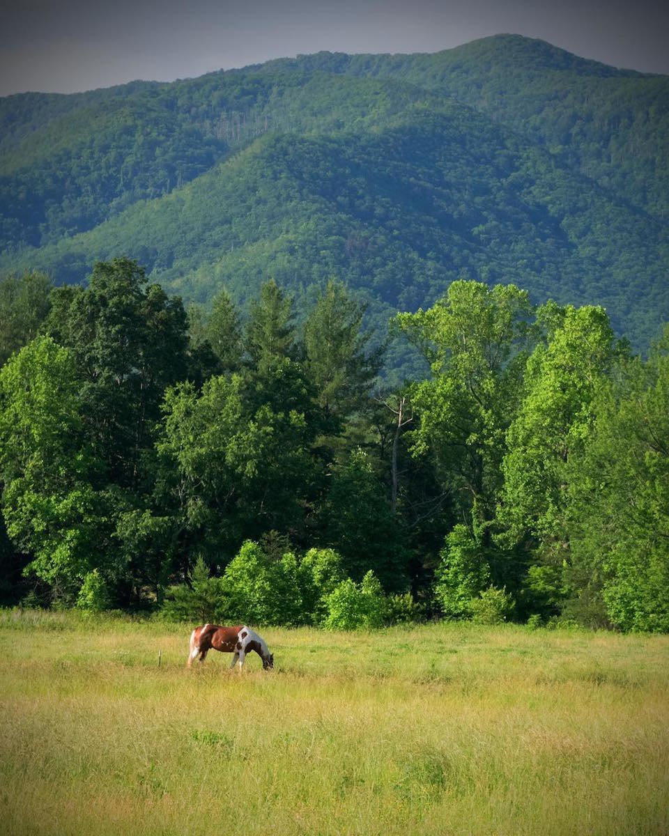 Where to Find Wheelchair Accessible Activities in Gatlinburg