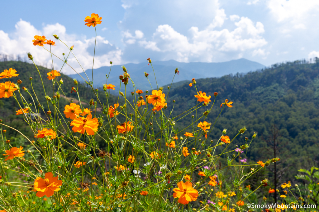 Best Time to Visit Gatlinburg Weather Crowd Levels for a Perfect Stay Best Time to Visit Gatlinburg Weather Crowd Levels for a Perfect Stay