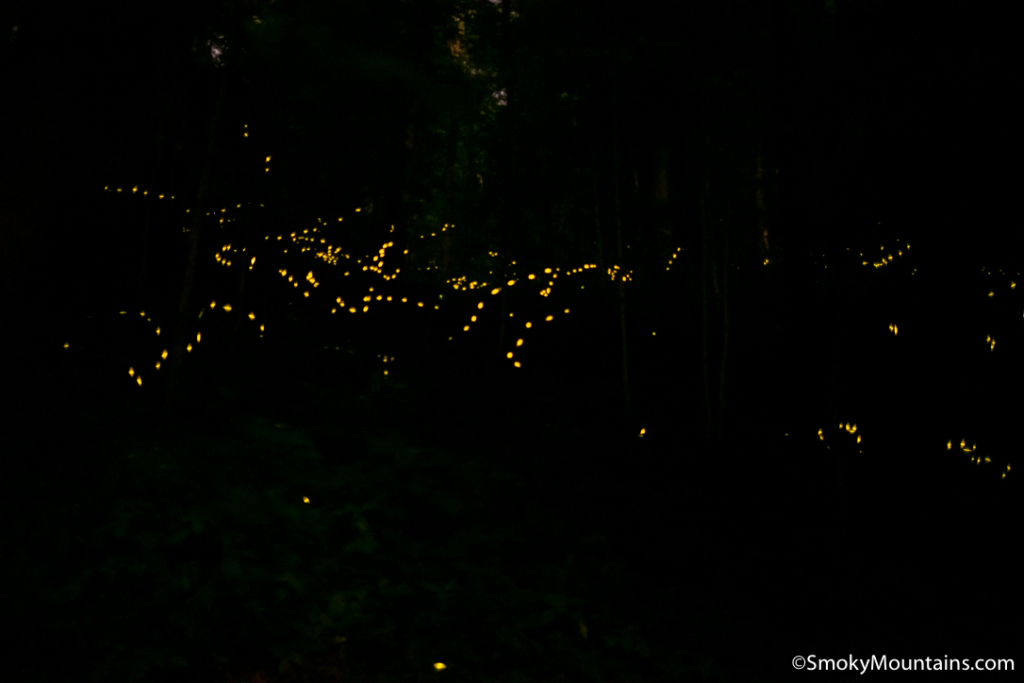 many firefly lights at night in smoky mountain national park