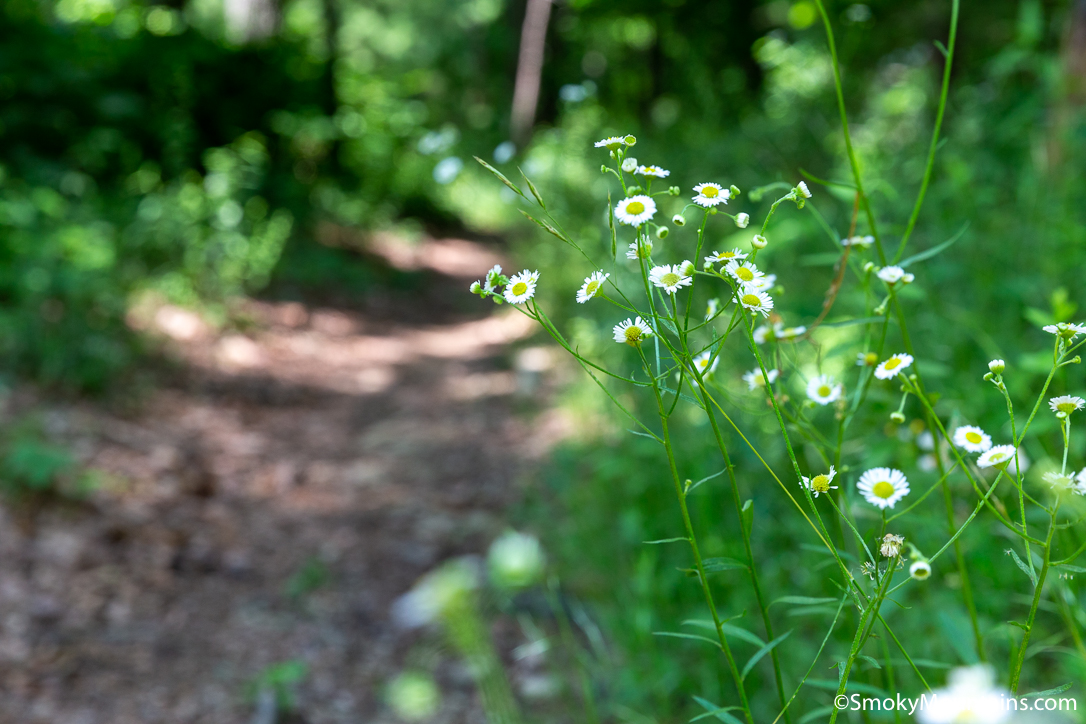 Chiggers The Pesky Mites That Live in the Appalachia