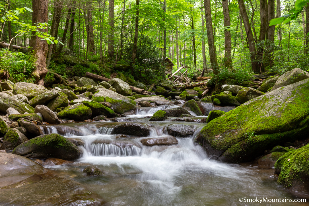 Ogle Place after good Spring Rain - Dogwoods Great Smoky Mountains