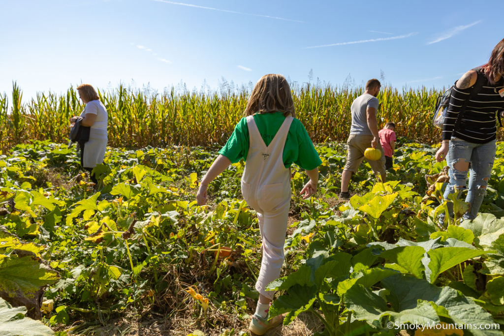 child walking through pumpkin patch farm at kyker farms