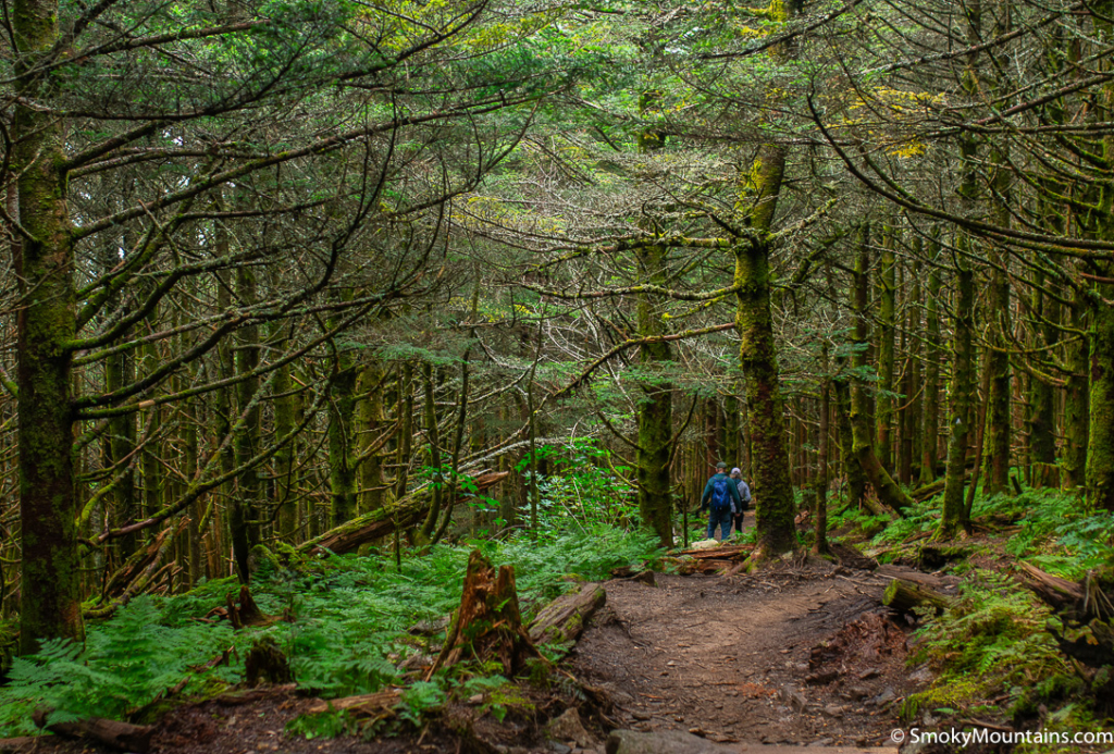 two people walking in the middle of a forest at mount mitchell state park in asheville