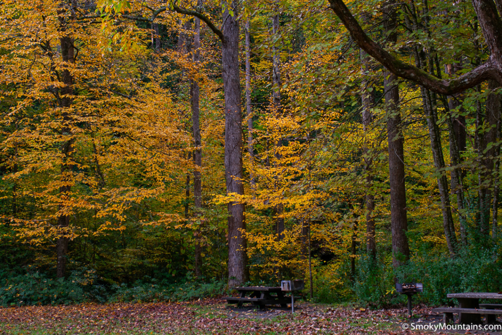 oranges and yellows of the tree with a wooden bench picnic area