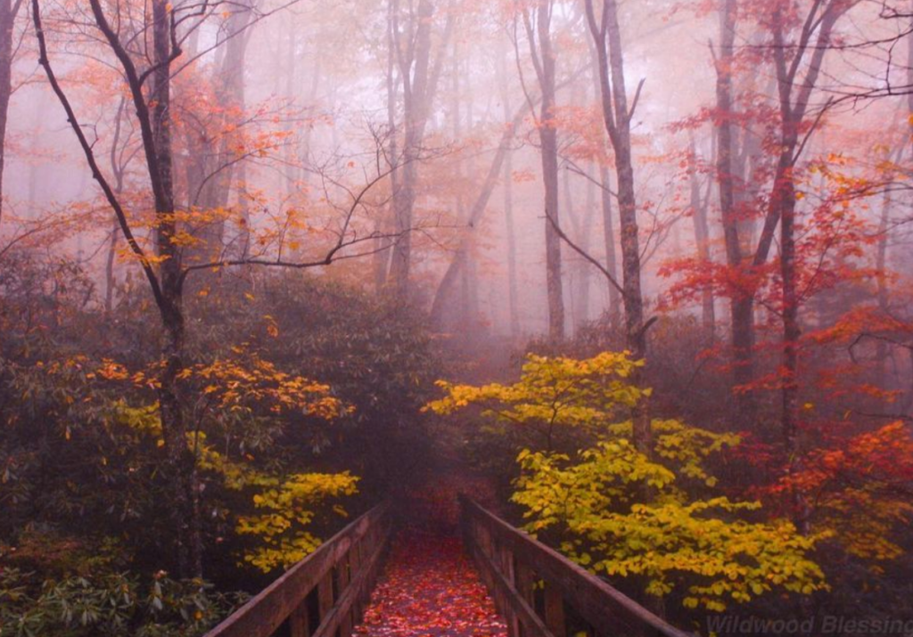 fall foliage over the walking pathway at boone fork trail