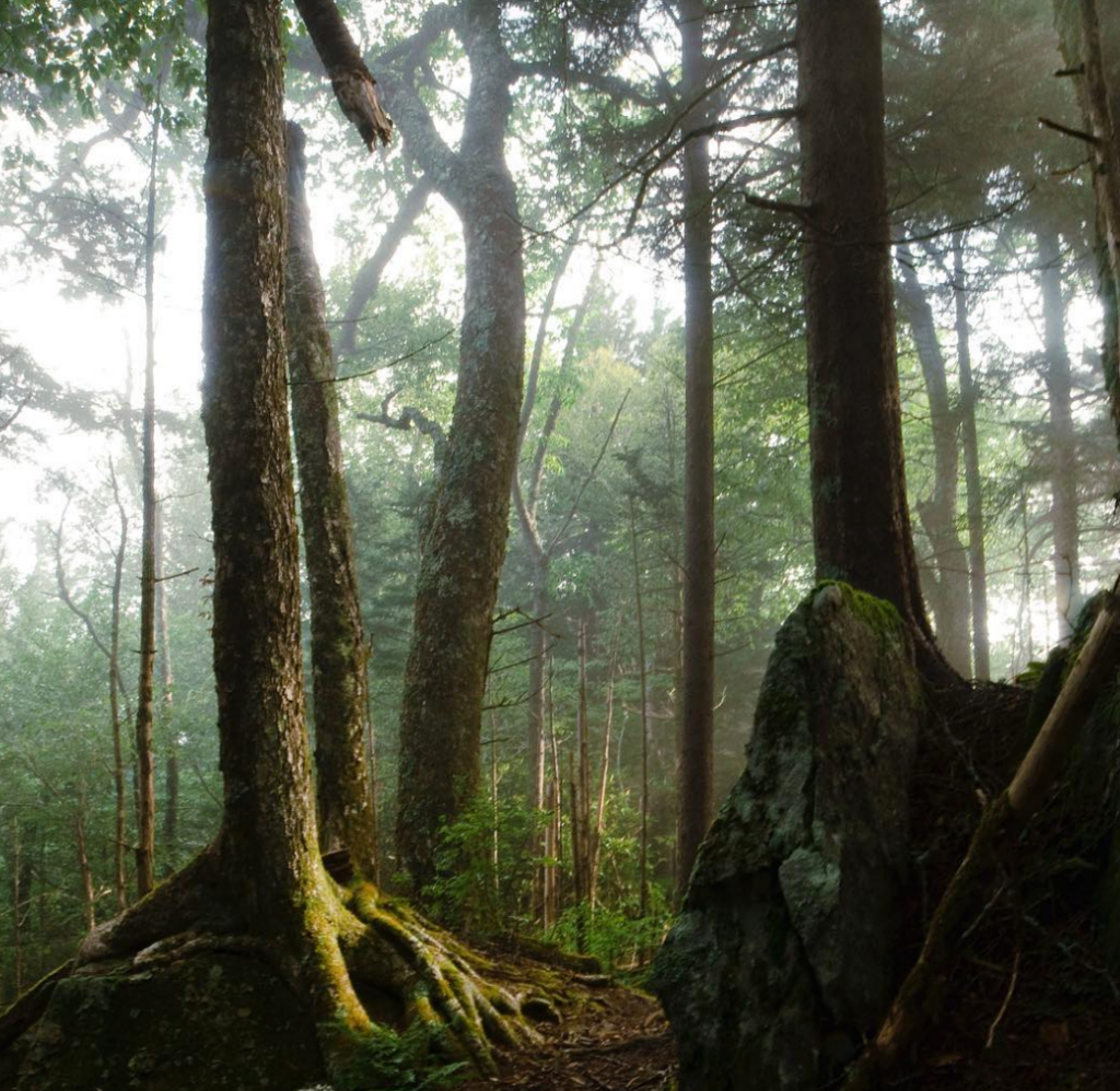 tall trees and misty mountain air hike path